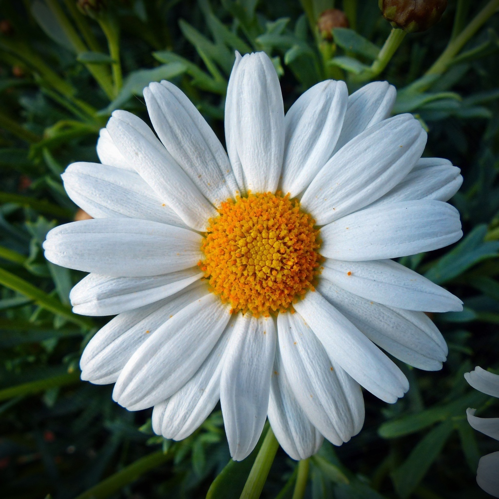 Белая ромашка с желтой серединкой крупным планом