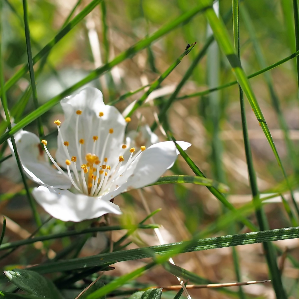 Белый нежный цветок в зеленой траве