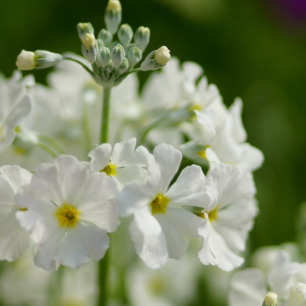 Белые нежные цветы примула крупным планом