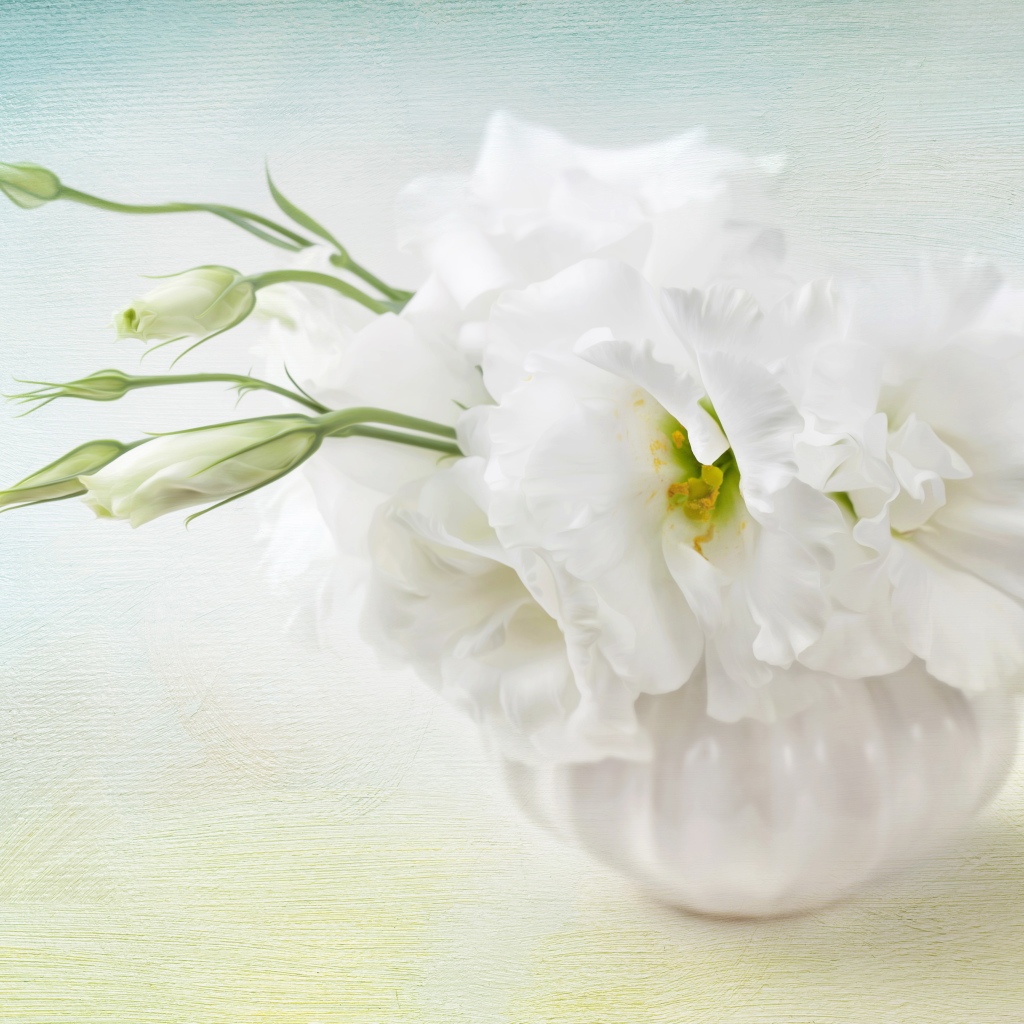 Белый цветок эустома с бутонами 