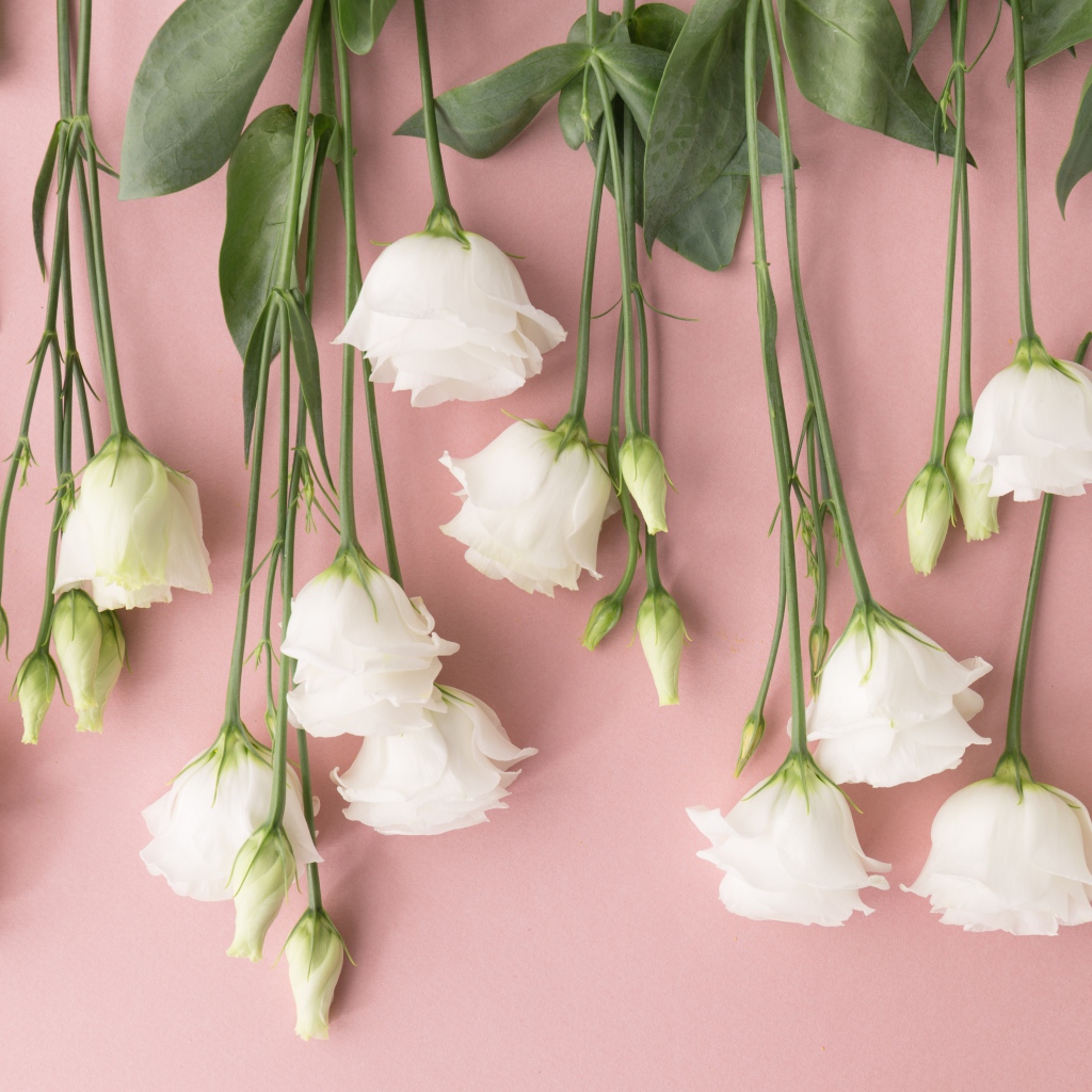 Белые цветы эустома на розовом фоне