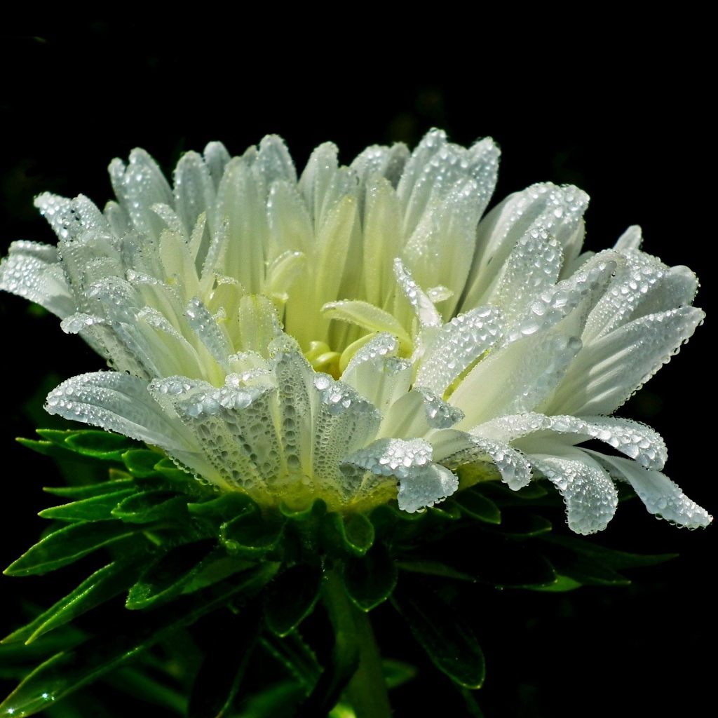 Белый цветок астры в каплях розы на черном фоне