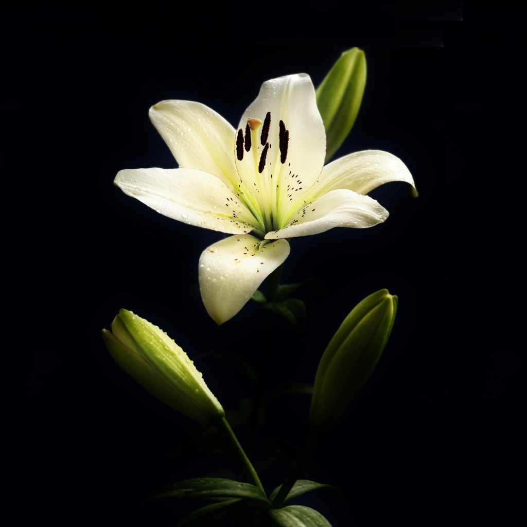 Белая лилия с бутонами на черном фоне