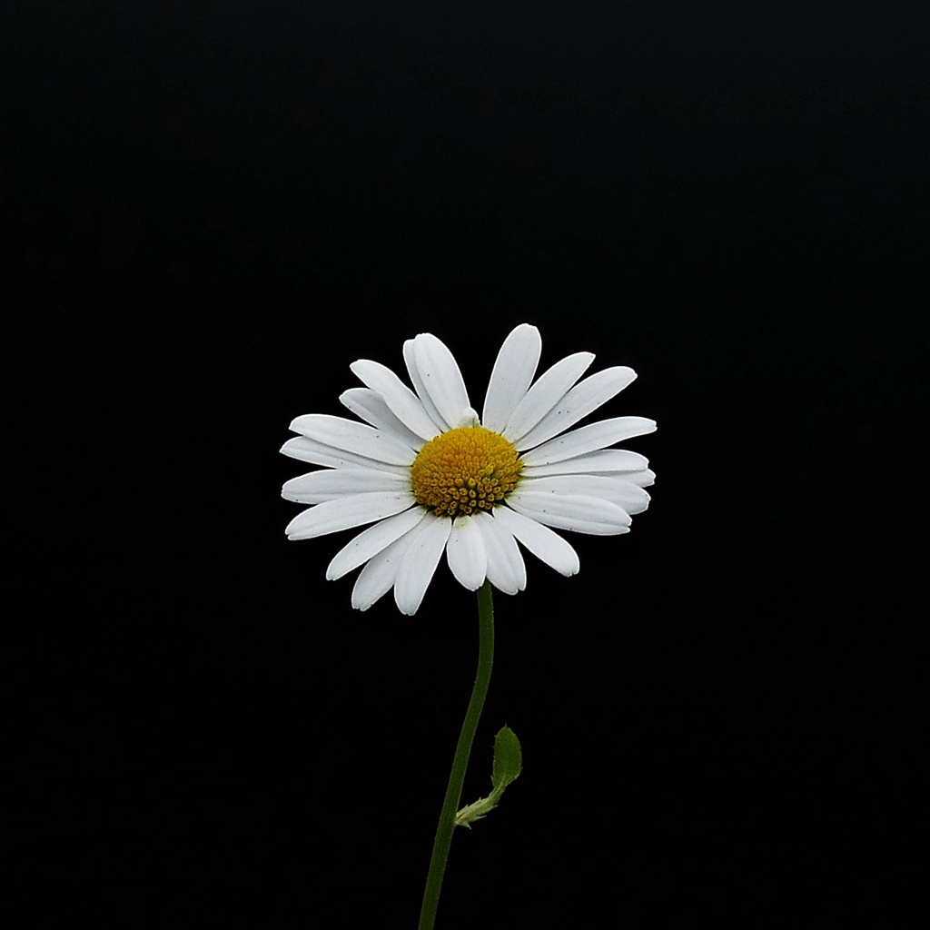 Белый одинокий цветок ромашки на черном фоне