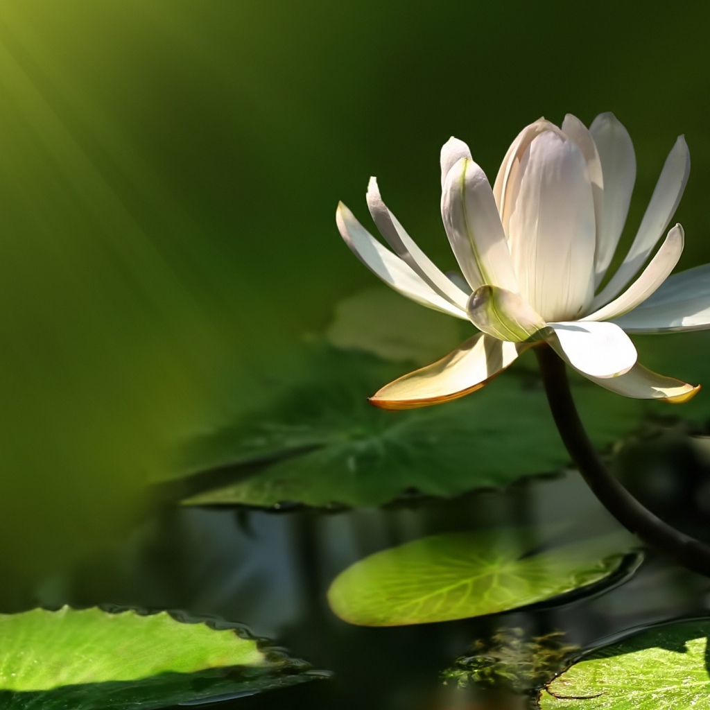 Белый цветок лотоса в воде в лучах солнца