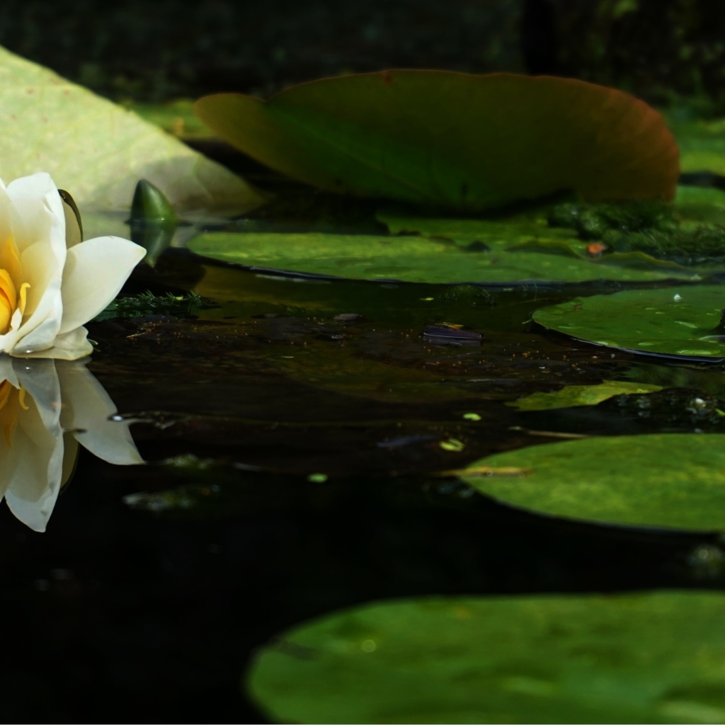 Белый цветок лотоса в воде с зелеными листьями