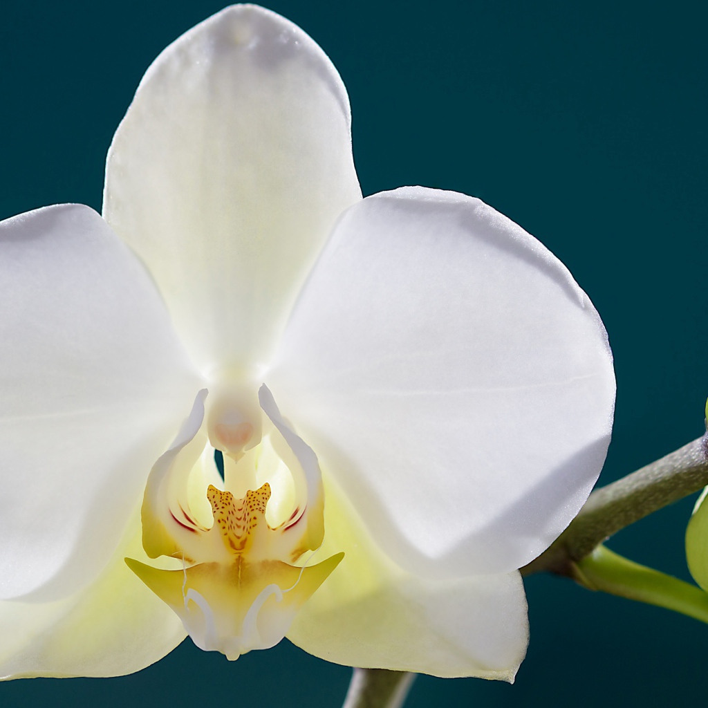 Белая орхидея с бутонами крупным планом