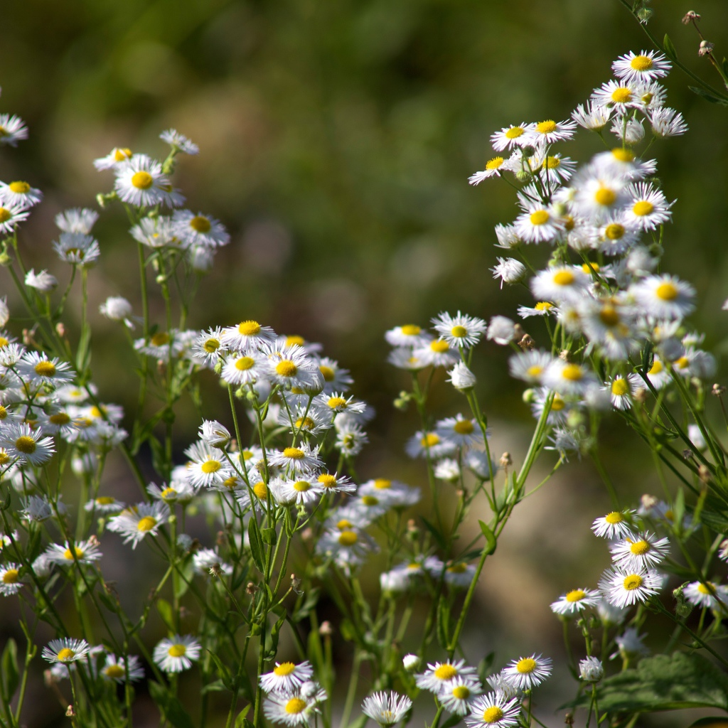 Белые мелкие ромашки крупным планом