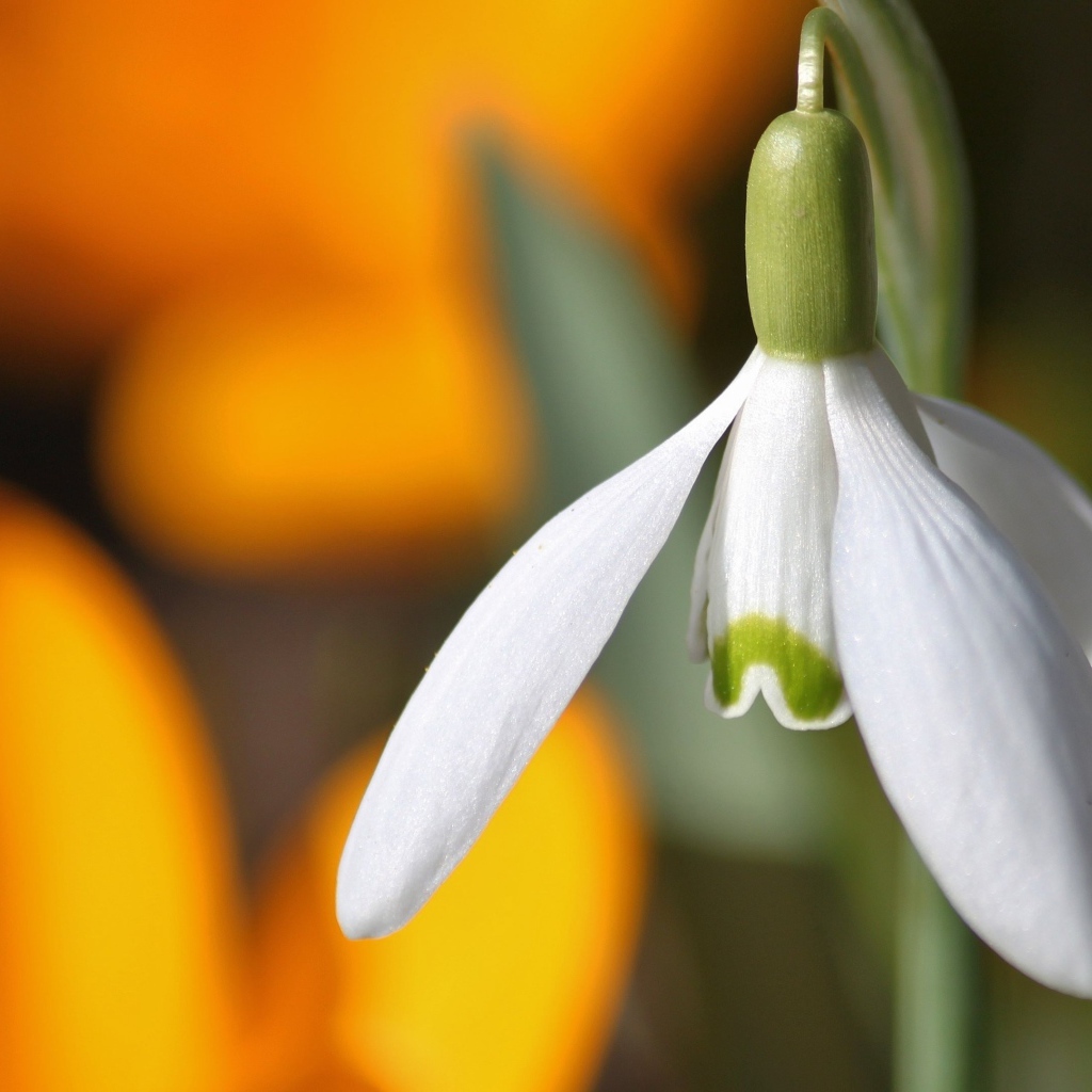 Белый весенний подснежник крупным планом