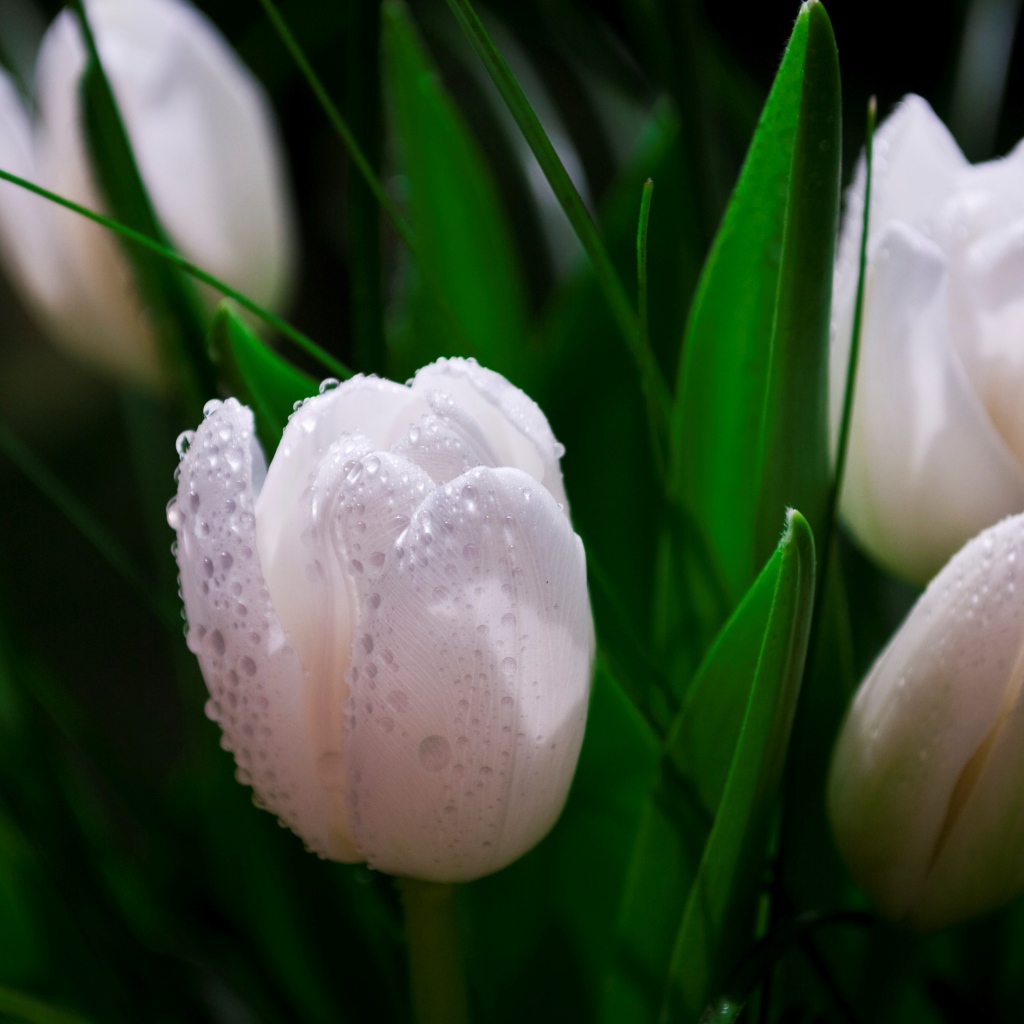 Белые тюльпаны в каплях розы 