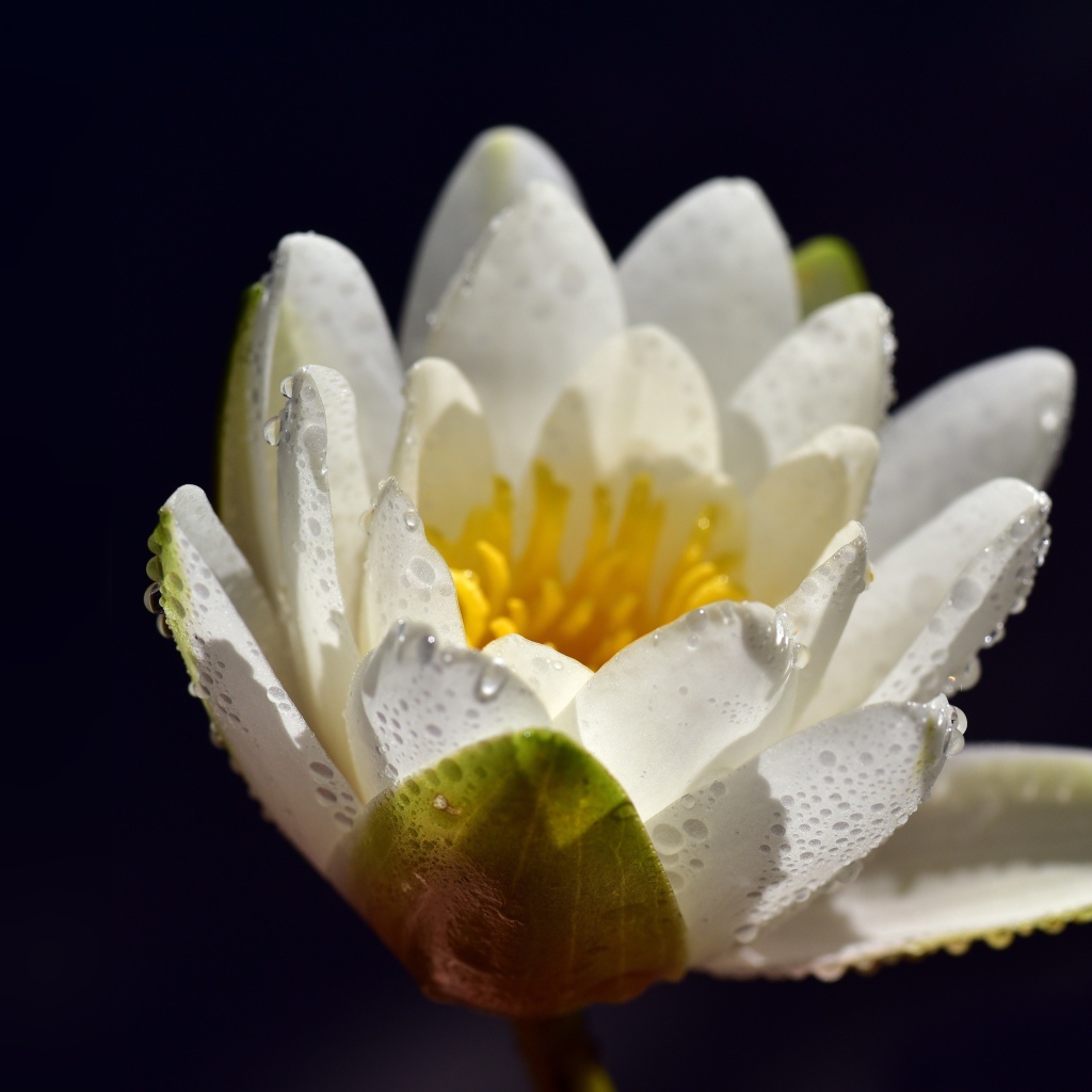 Белая водяная лилия в каплях воды на синем фоне