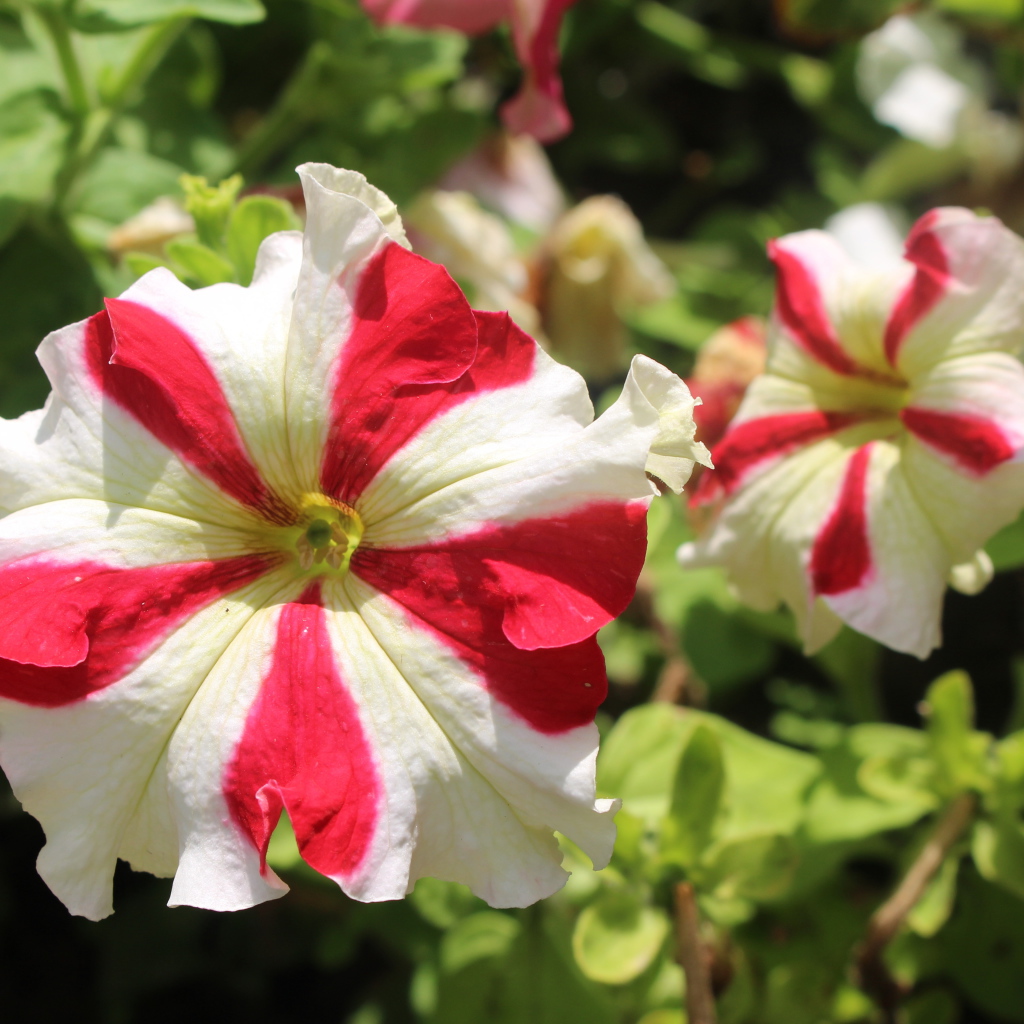 Белые с красными линиями цветы петунии 