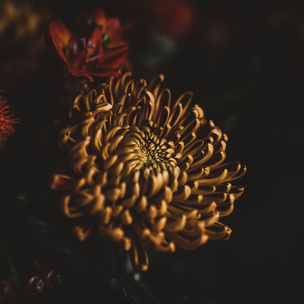 Yellow Chrysanthemum Flower Closeup