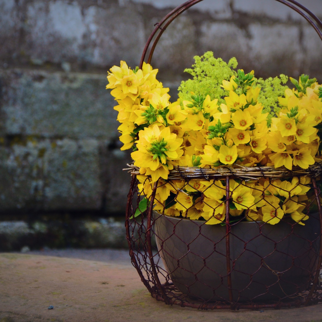 Желтые цветы вербейник в железной корзине