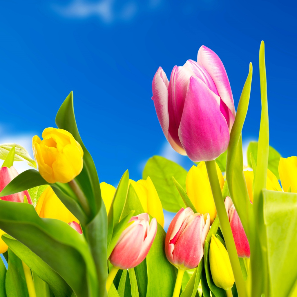 Желтые и розовые тюльпаны на фоне голубого неба 