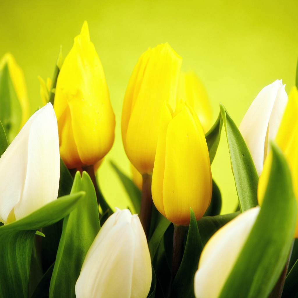 Желтые и белые тюльпаны крупным планом