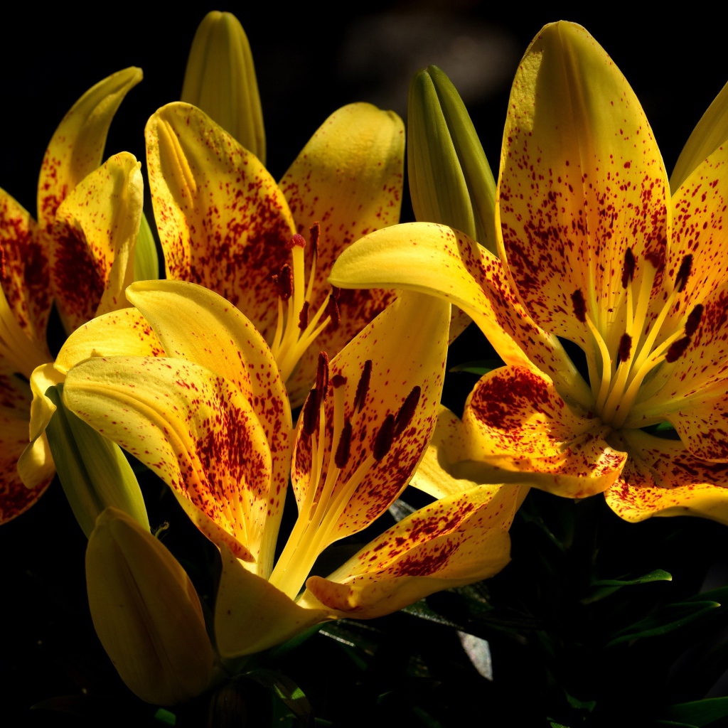 Желтые красивые тигровые лилии на клумбе крупным планом