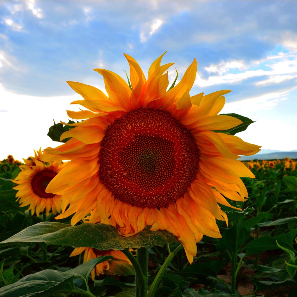 Желтый цветущий подсолнух под голубым небом летом