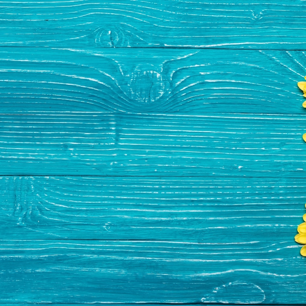 Желтые хризантемы на синем фоне