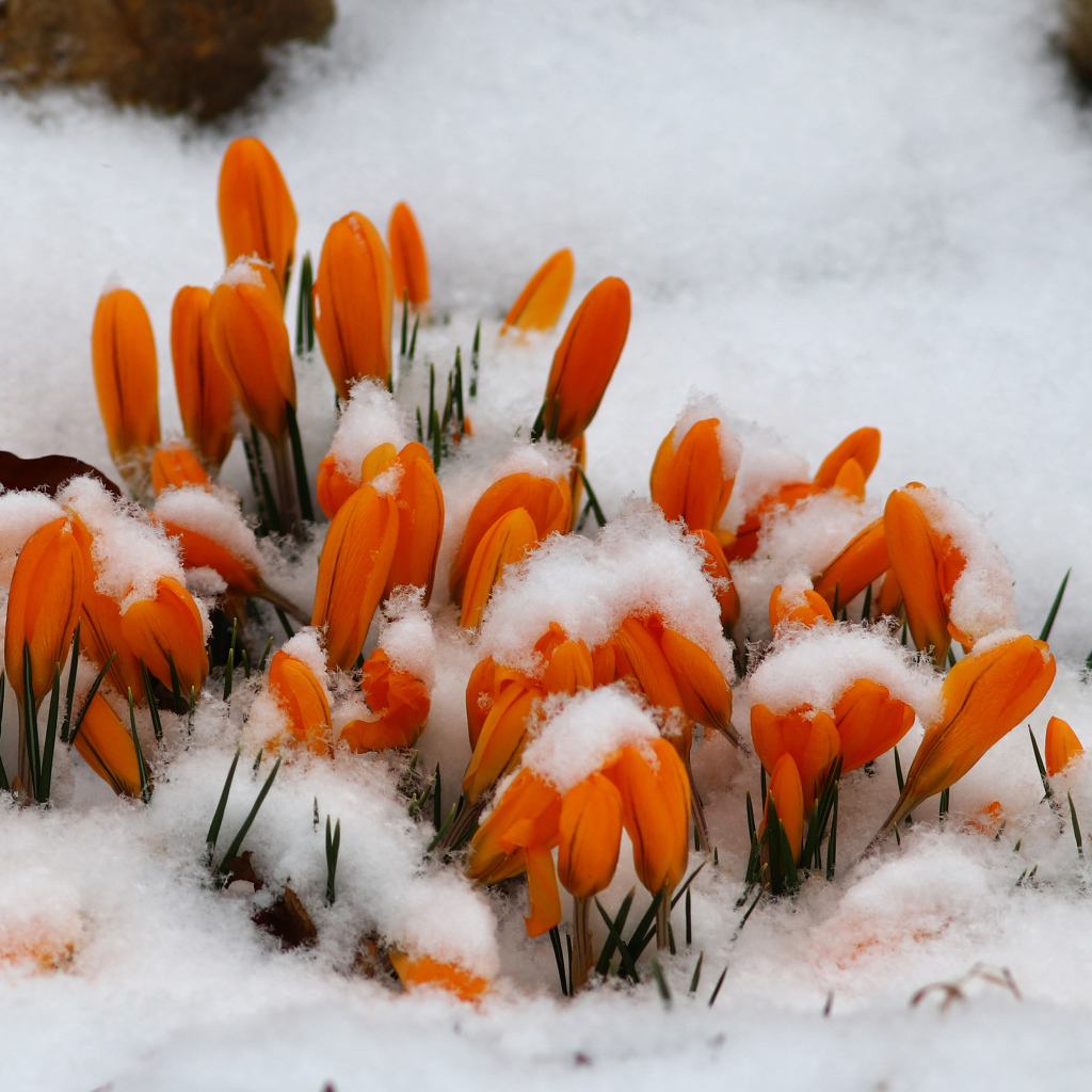 Желтые крокусы в снегу 