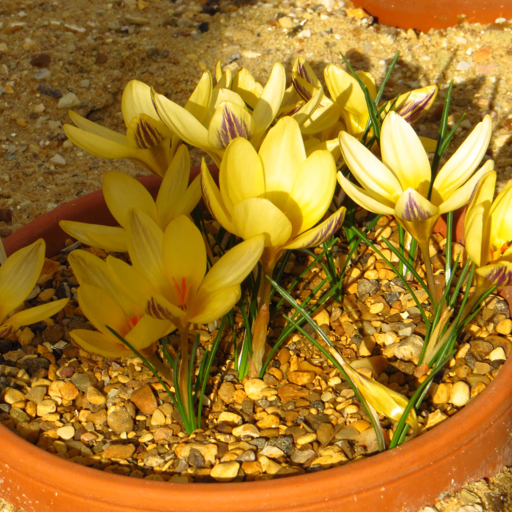 Желтые крокусы на декоративной клумбе