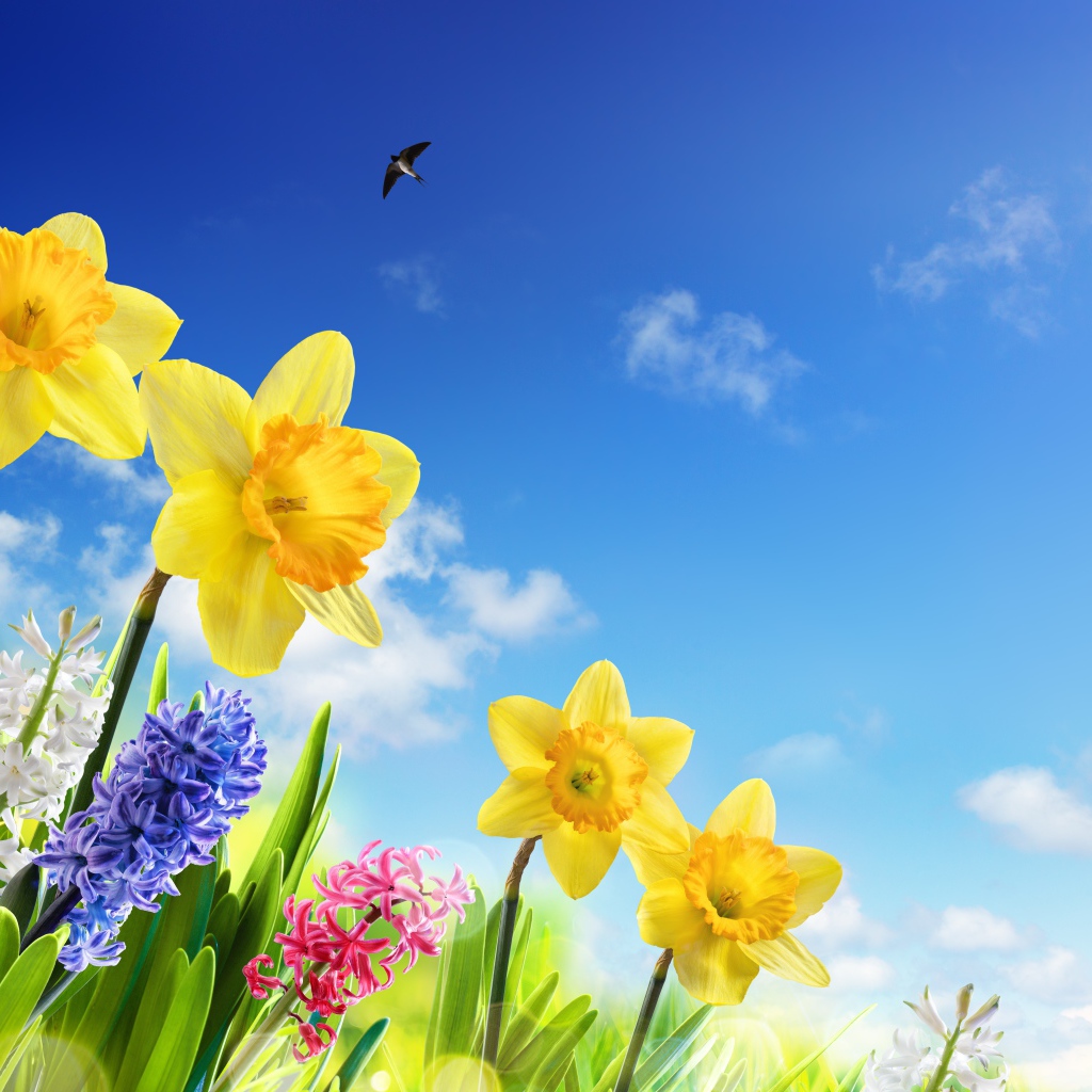 Желтые нарциссы и гиацинты на фоне голубого неба