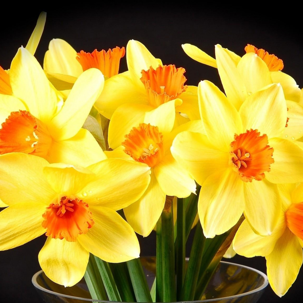 Желтые нарциссы в вазе на черном фоне