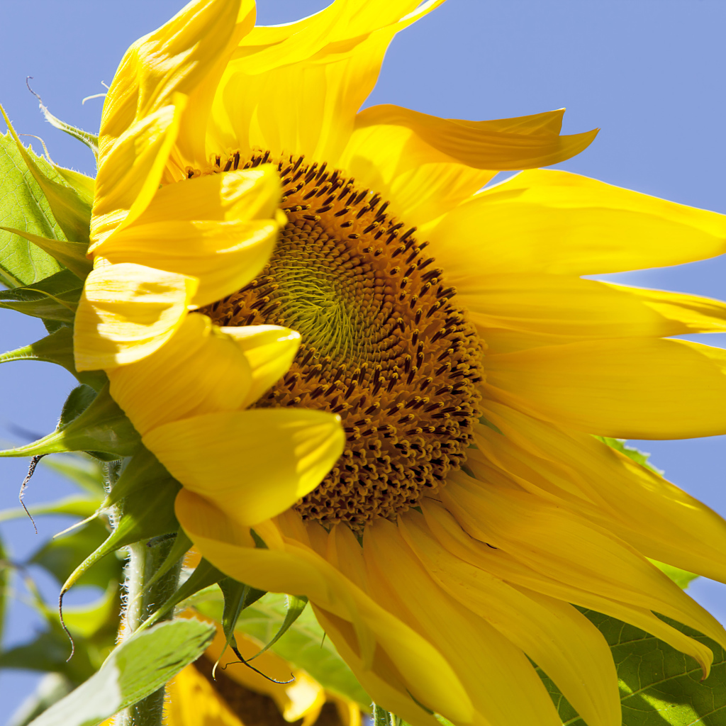 Желтый цветок подсолнуха на фоне голубого неба 
