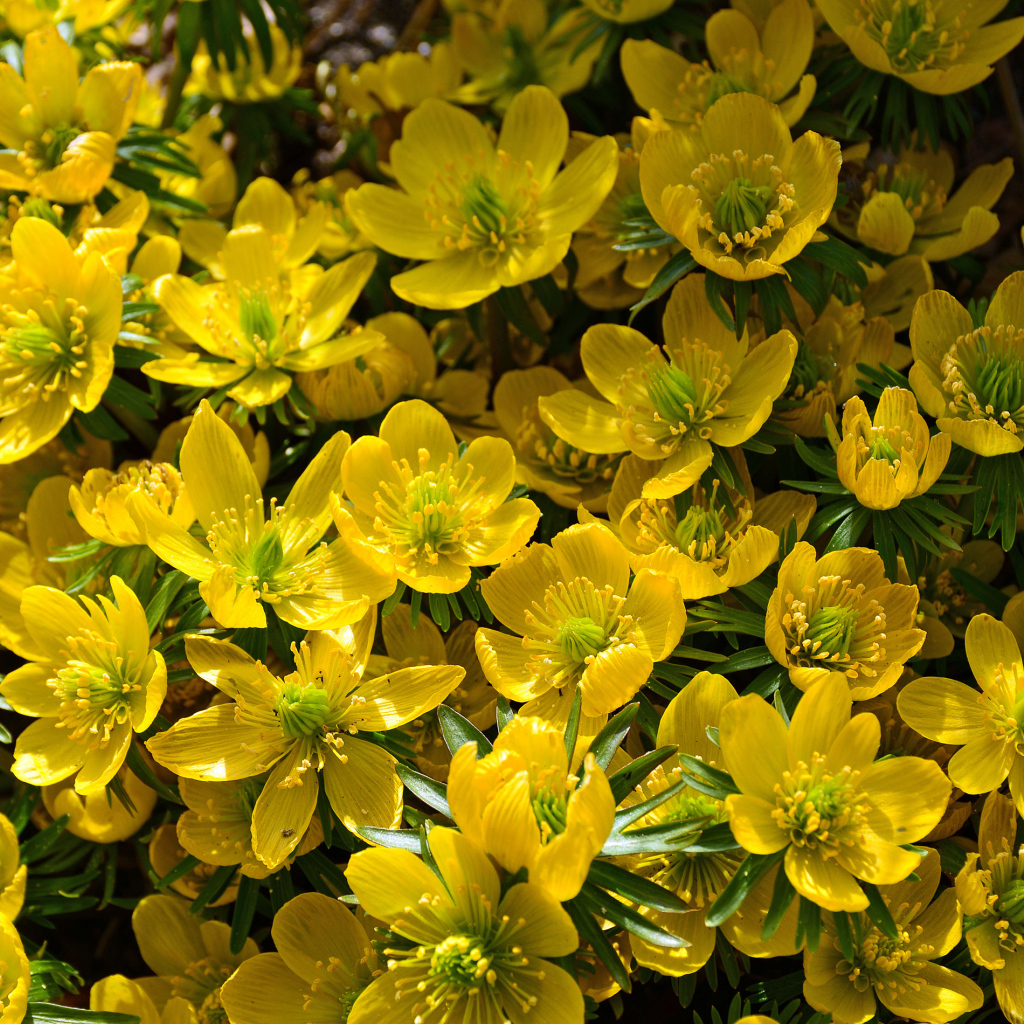 Желтые цветы морозника крупным планом