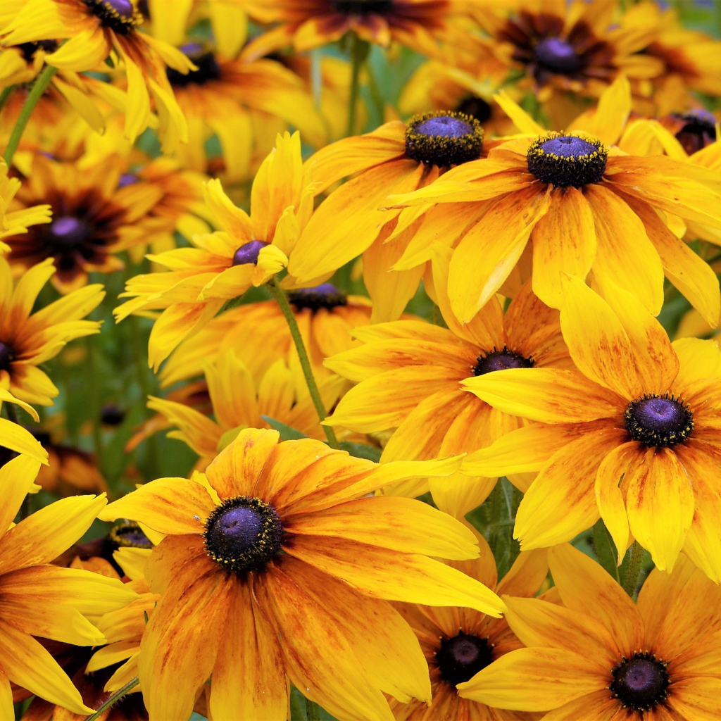 Желтые цветы рудбекии крупным планом