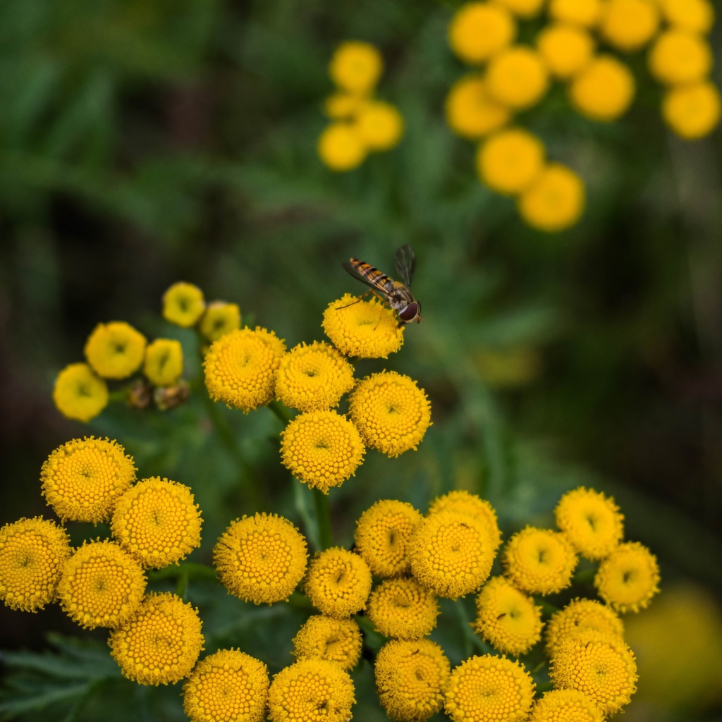 Желтые цветы пижмы крупным планом