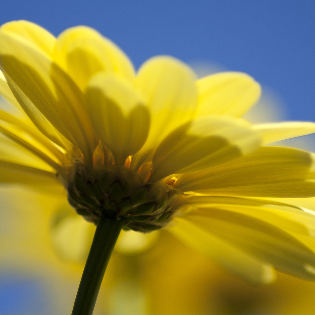 Желтый цветок герберы на голубом фоне