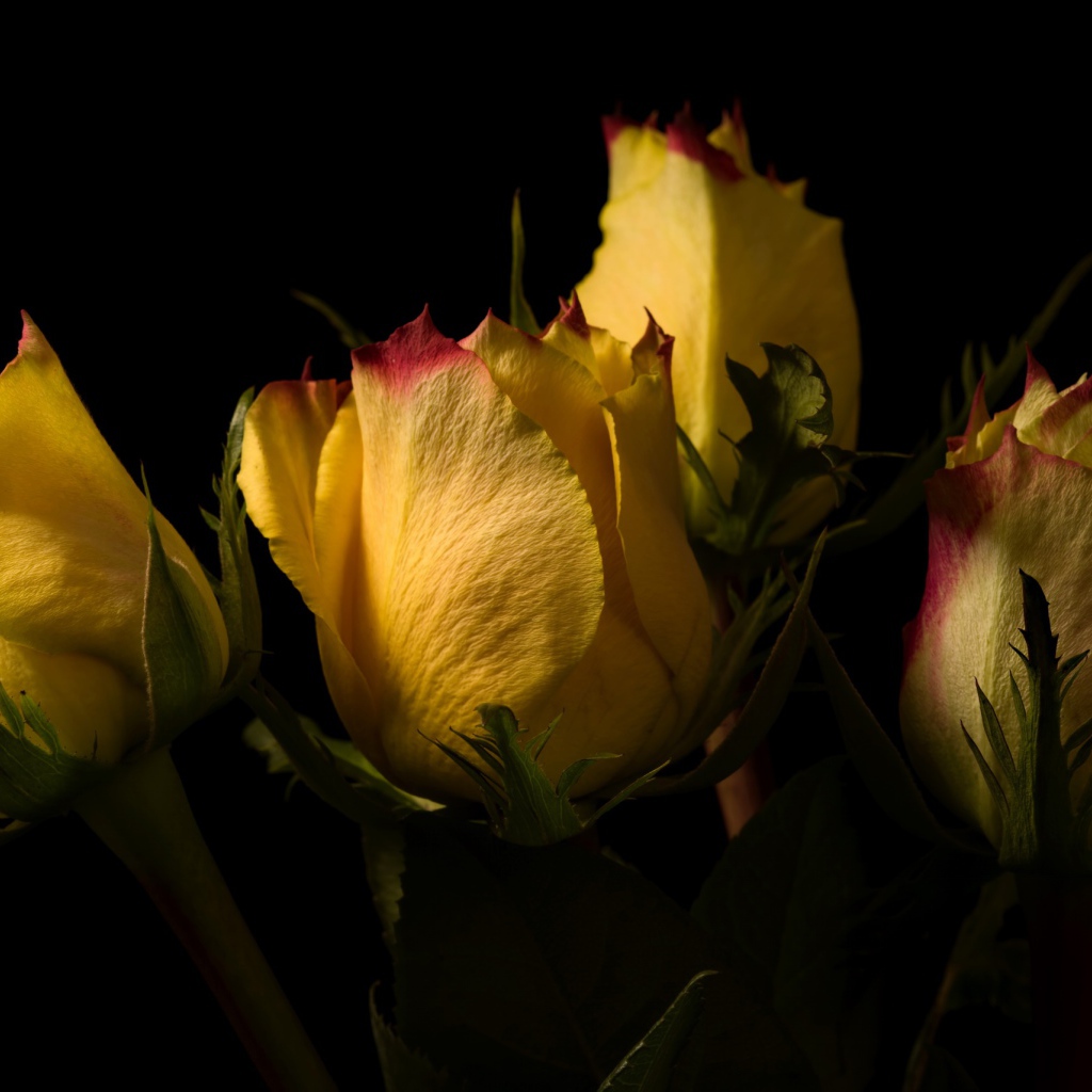 Желтые розы на черном фоне