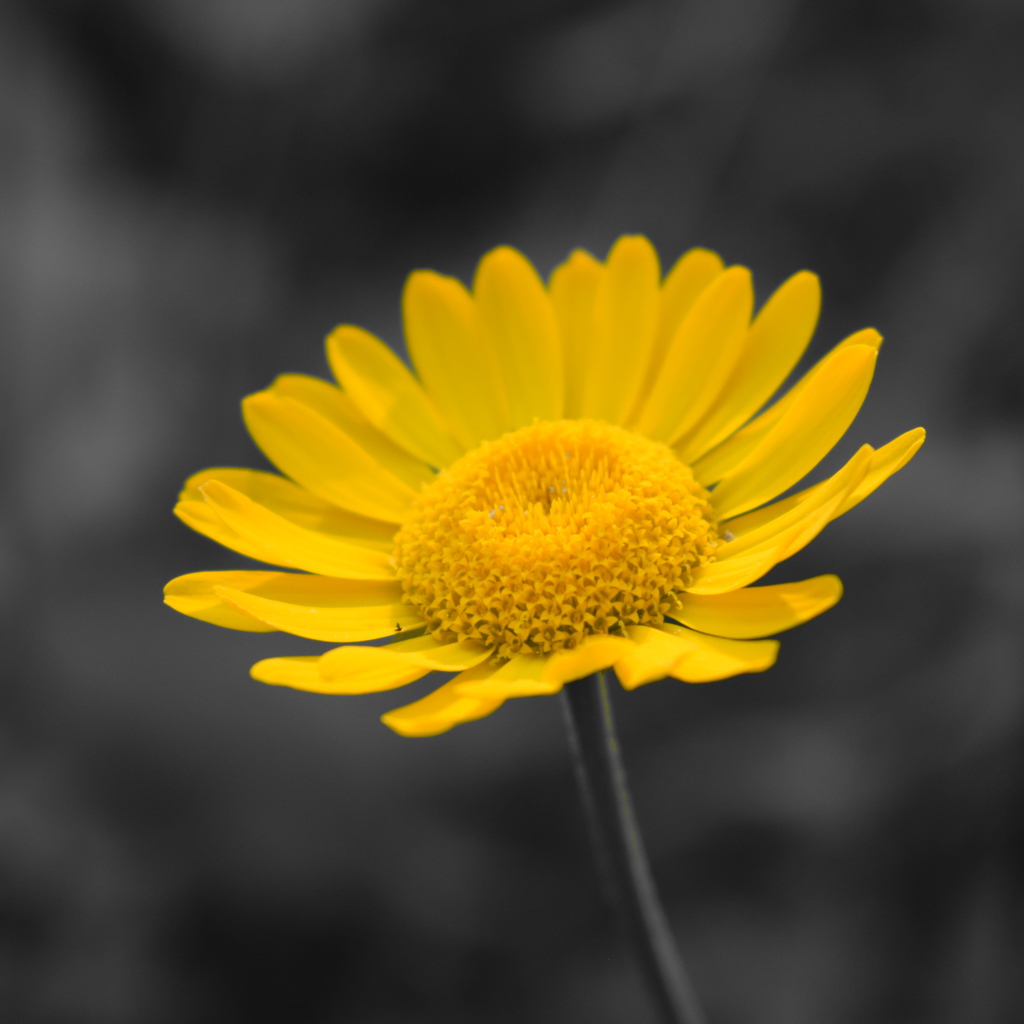 Желтый маленький цветок на сером фоне