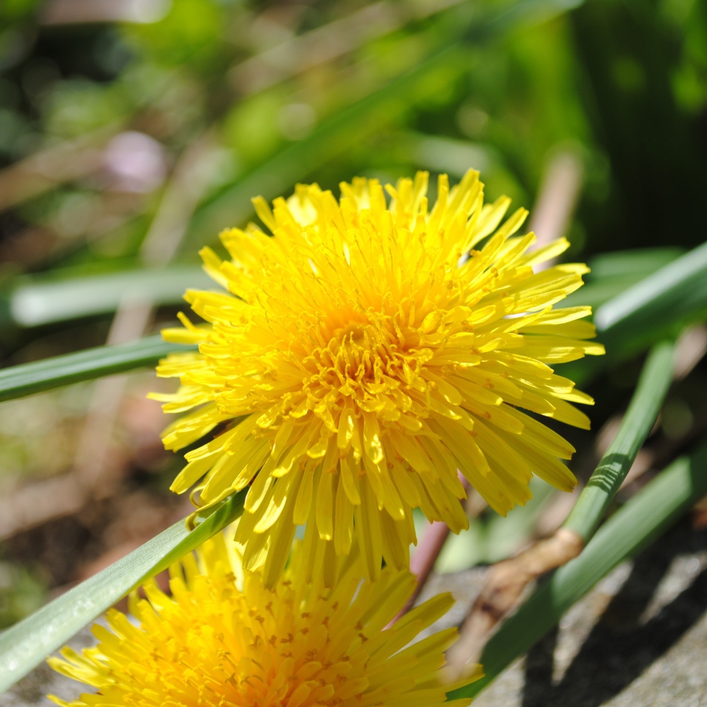 Желтый летний цветок одуванчика