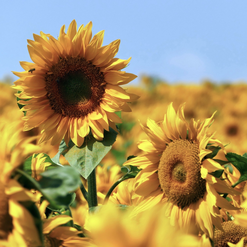 Желтые подсолнухи в поле под голубым небом