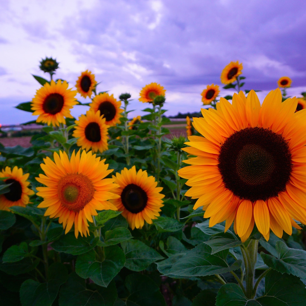 Желтые подсолнухи под красивым небом