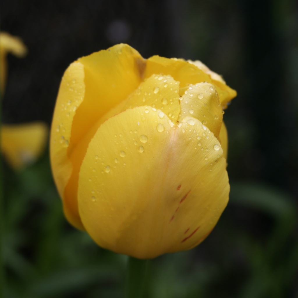 Желтый цветок тюльпана в каплях росы крупным планом
