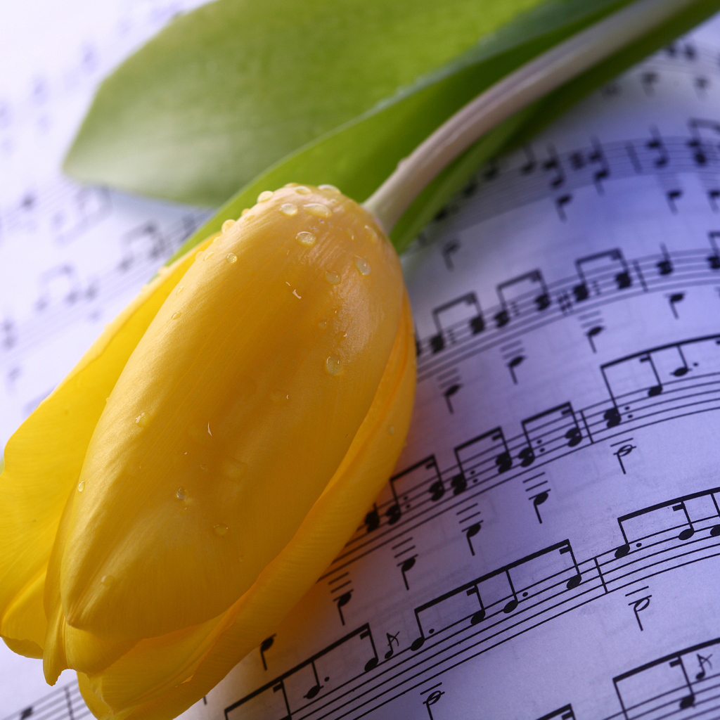 Желтый тюльпан лежит на нотах