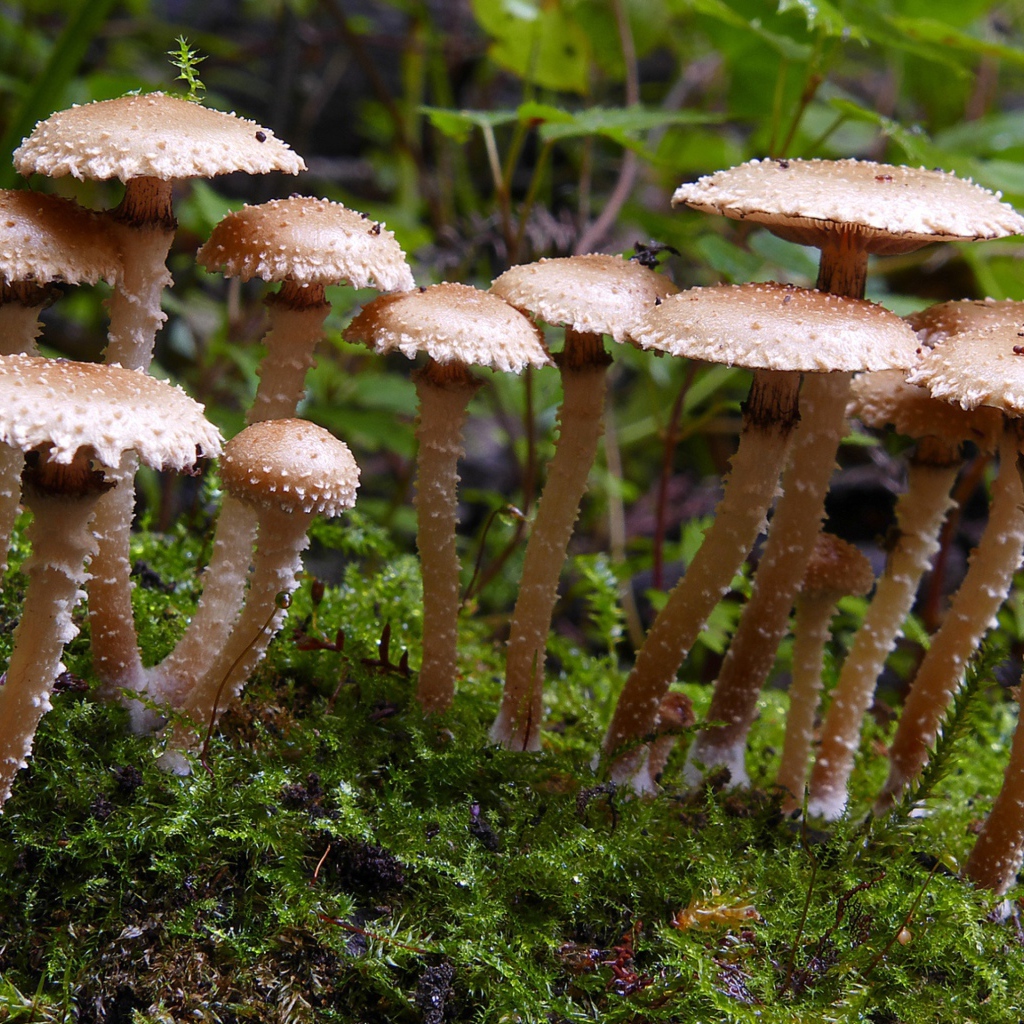 Много маленьких грибов в лесу