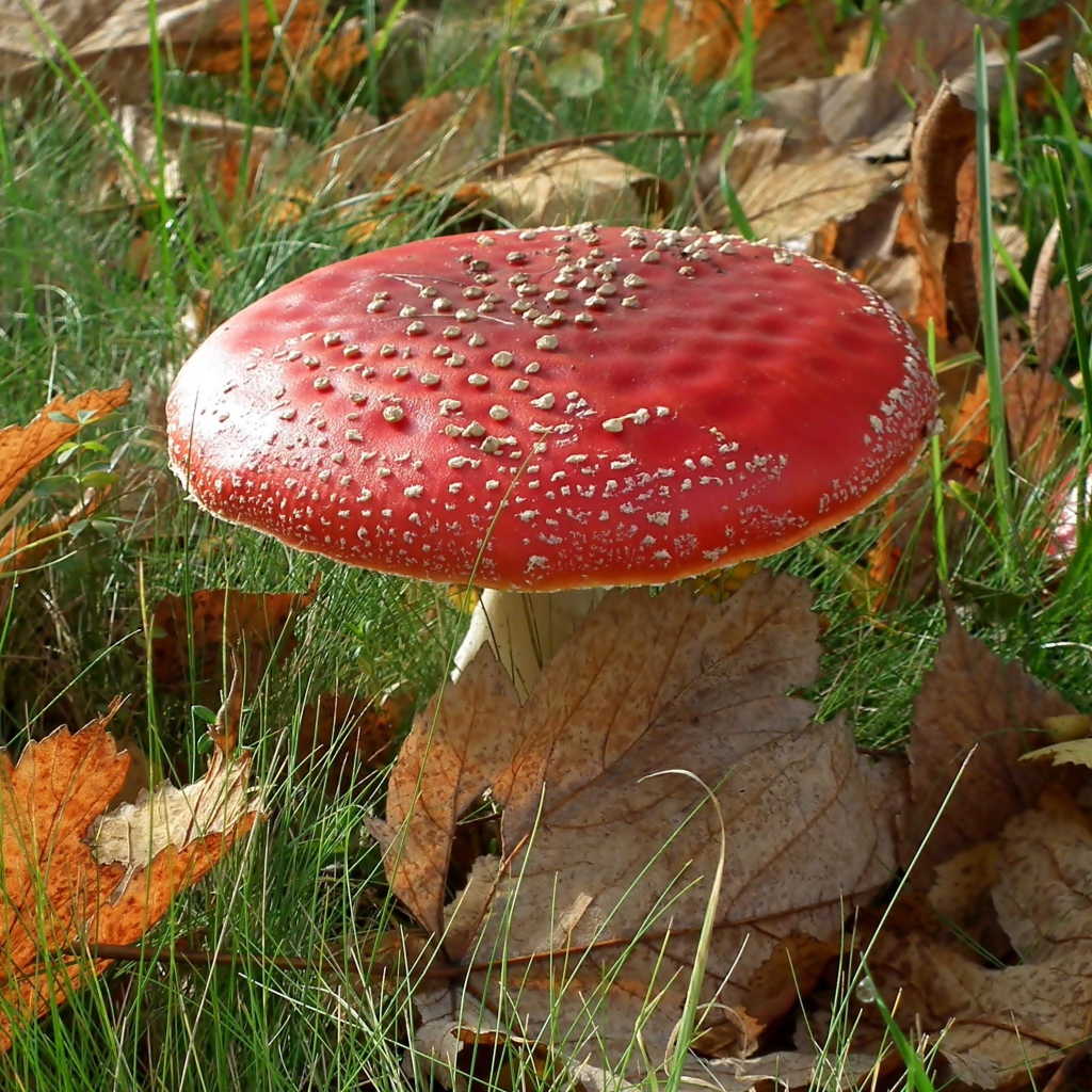 Красный большой мухомор в зеленой траве с желтыми листьями 