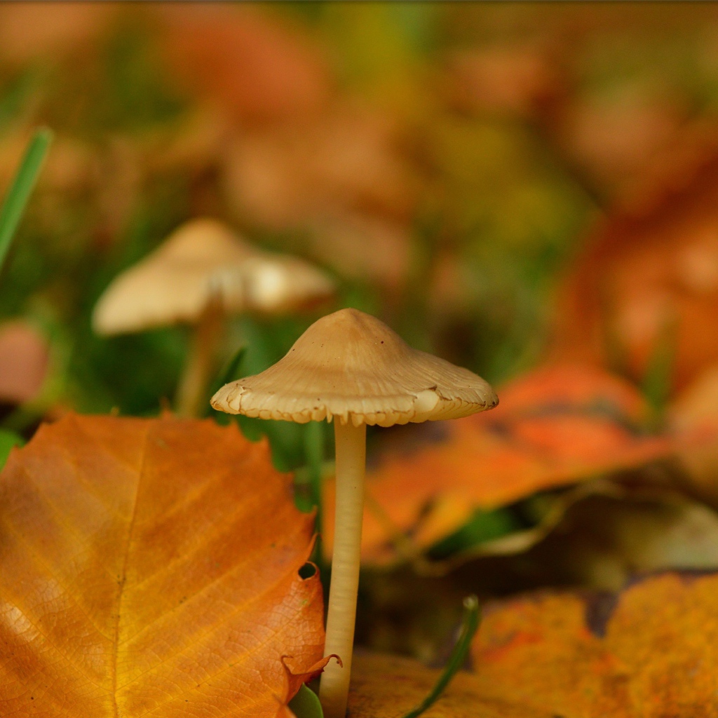 Маленькие грибы поганки под желтыми опавшими листьями