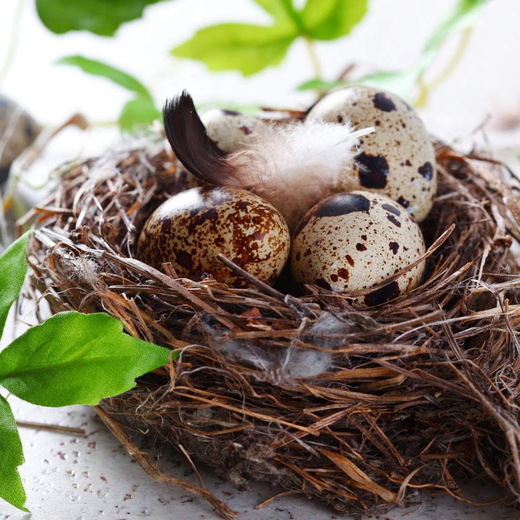 Гнездо с яйцами и зелеными листьями