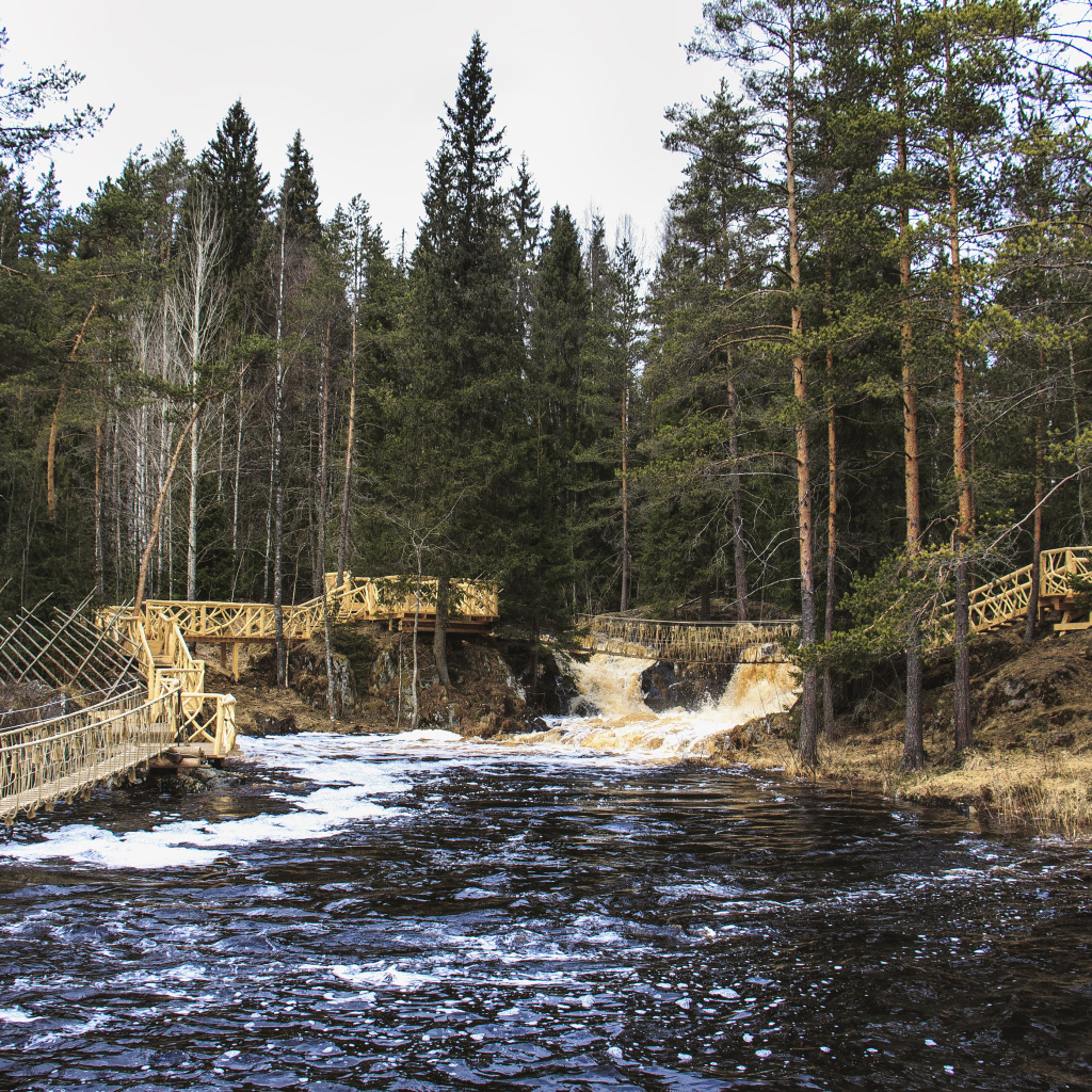 Быстрая река в хвойном лесу, Россия