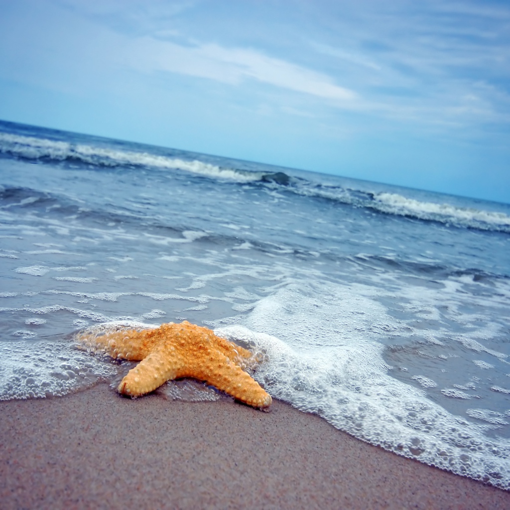 Starfish on the sand by the sea
