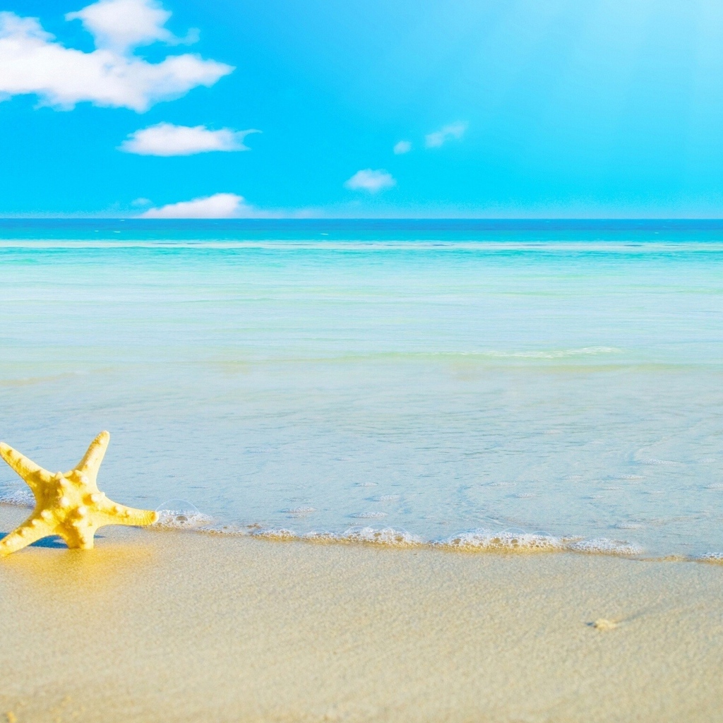 Starfish on white sand by the sea under blue sky