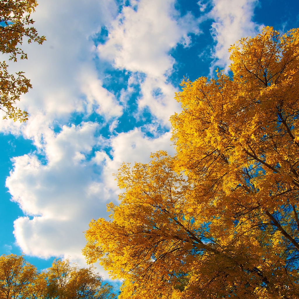 Покрытые желтыми листьями деревья на фоне голубого неба осенью