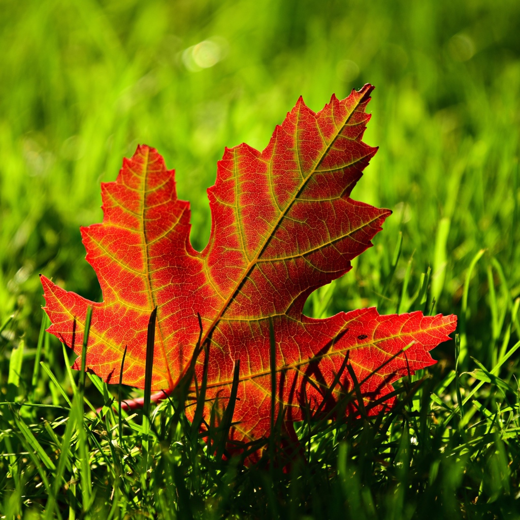 Желтый опавший осенний лист в зеленой траве