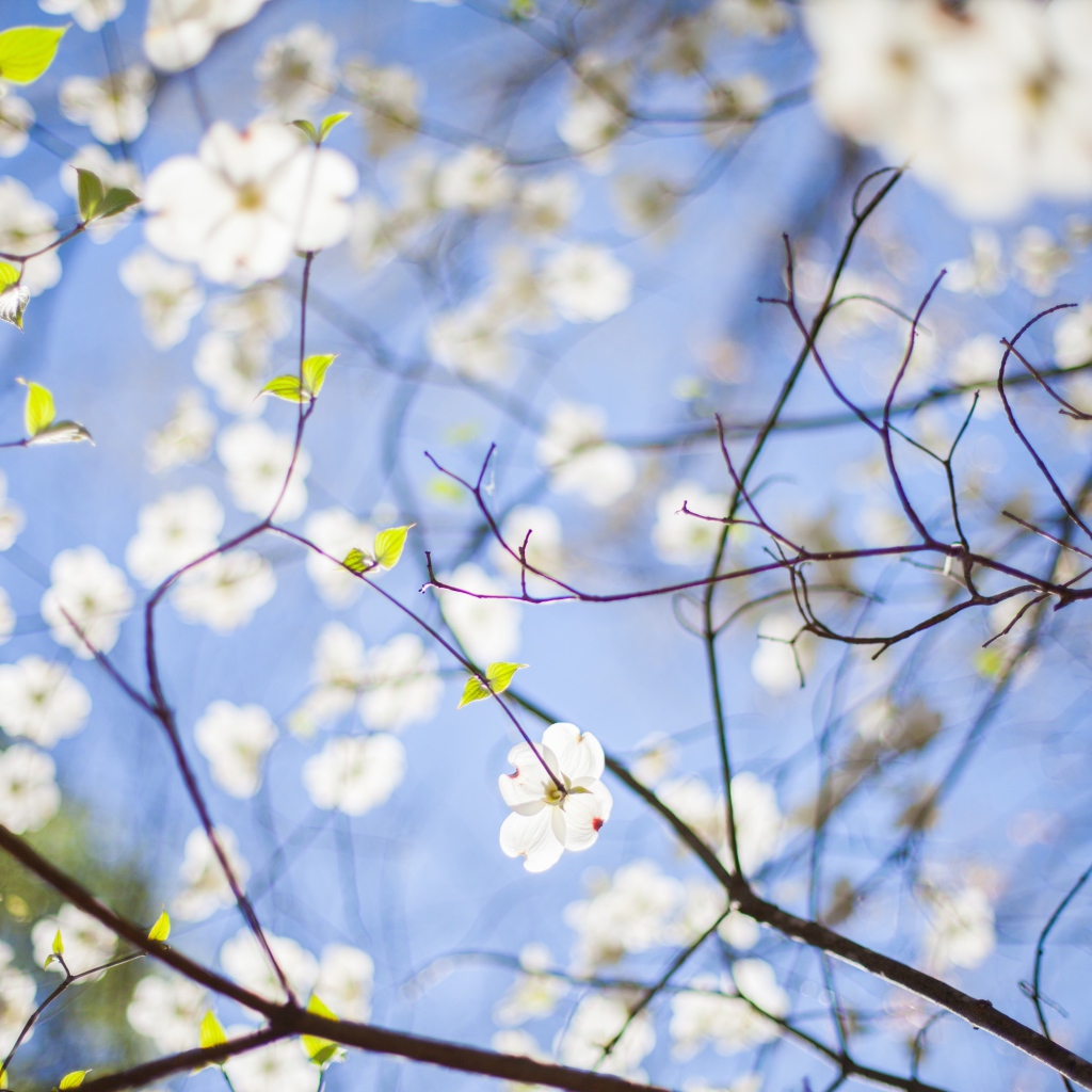 Цветки белых цветов в ветвях и голубое небо весной, Роли