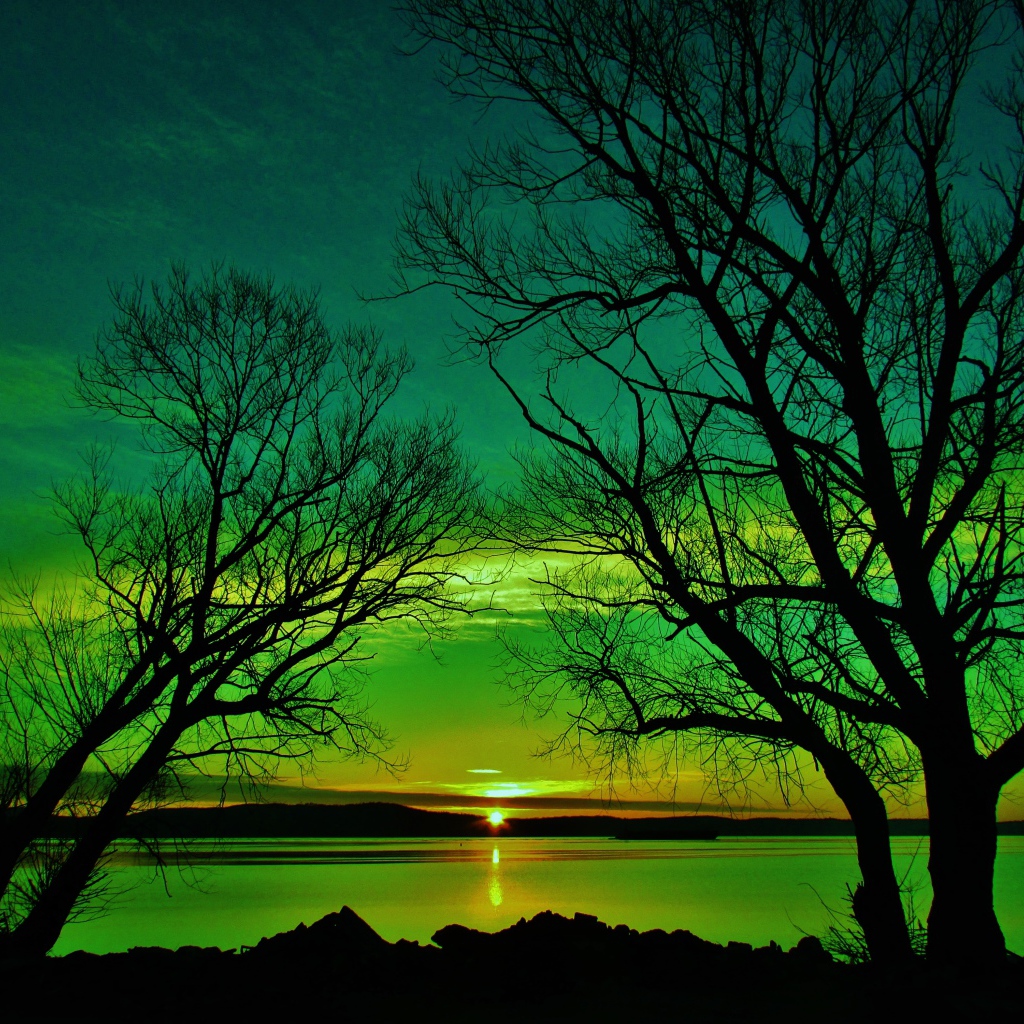 Силуэты деревьев на закате солнца